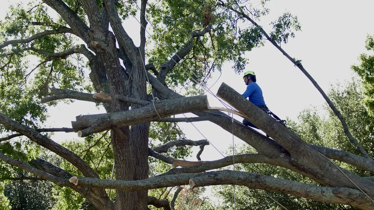 Professional Hazardous Tree Removal performed by certified arborists in Veteran